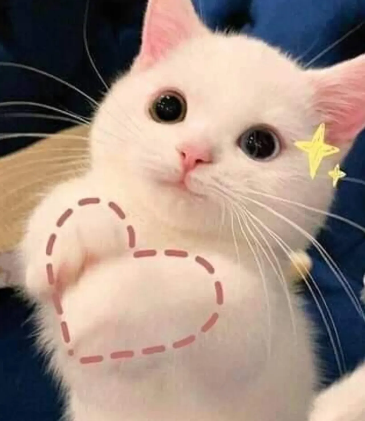 100+ ảnh con mèo meme hài hước nhất cho cuộc trò chuyện · ảnh 1