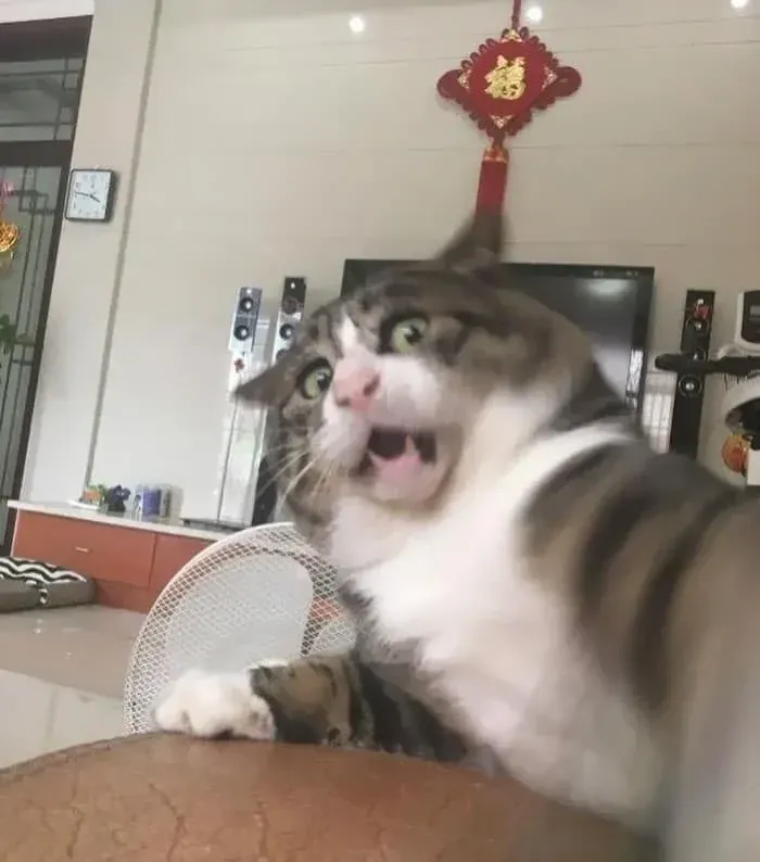 100+ ảnh con mèo meme hài hước nhất cho cuộc trò chuyện · ảnh 2