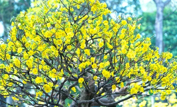 50+ ảnh hoa mai vàng rực rỡ đón xuân sang rạng rỡ · ảnh 2