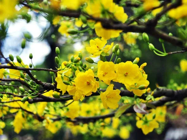 50+ ảnh hoa mai vàng rực rỡ đón xuân sang rạng rỡ · ảnh 3