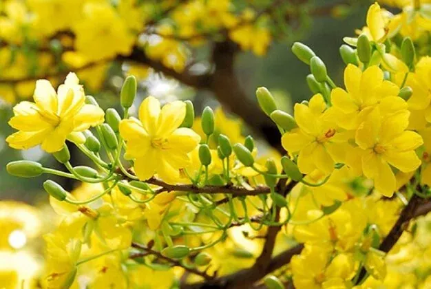 50+ ảnh hoa mai vàng rực rỡ đón xuân sang rạng rỡ